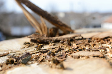 Bee on a cut tree