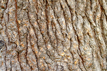 Треее bark background.
