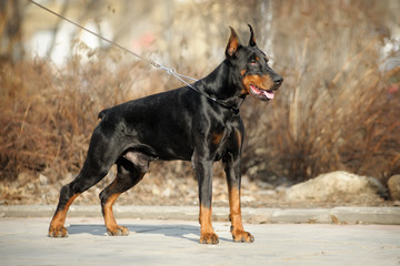 Portrait of a dog's exhibition stand. Doberman in the Park on a leather slip lead is obedience
