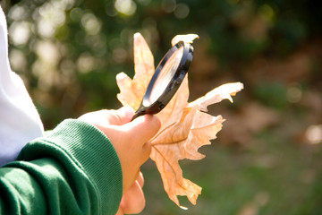 Child Examines The Leaf With Magnifying Glass