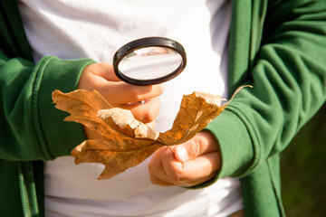 Child Examines The Leaf With Magnifying Glass