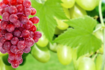 fresh red grapes in unfocused grapes  plant background