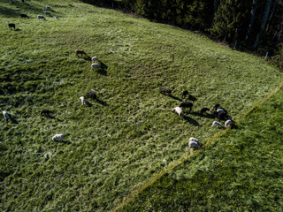 Sheep on grass landscape eating