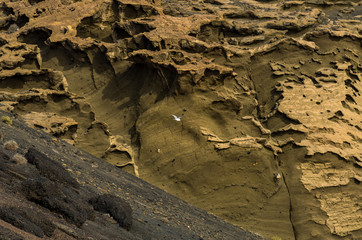 Kleine Möwe vor einen bizarren Felsformation, El Golfo, Lanzarote, kanarische Inseln, Spanien