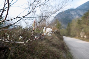 beautiful spring time in dolomiti mountails