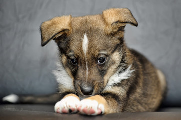Cute puppy