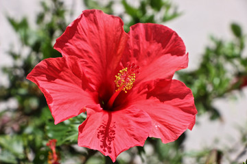 rote Hibiskus Blüte auf Teneriffa