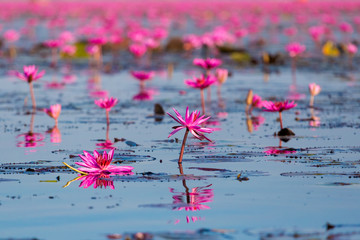 Obraz premium Red Lotus Lake Udon Thani