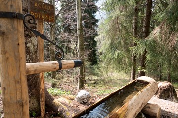 mountain forest with a blze sky