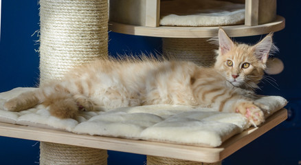 Kitten of Maine coon lying on his bed.