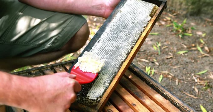 Beekeeper extracting honey from honeycomb in apiary