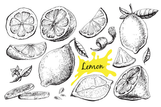 Vector hand drawn lime or lemon set.