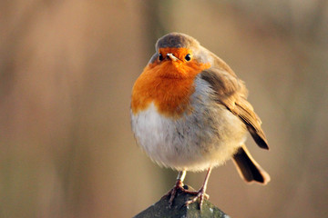 Cheeky Robin Redbreast