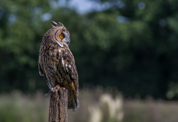 Eagle Owl