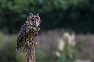 Eagle Owl