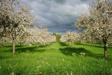 Paysage Campagne 185