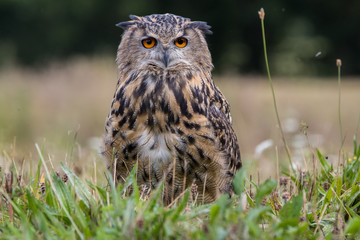 Eagle Owl