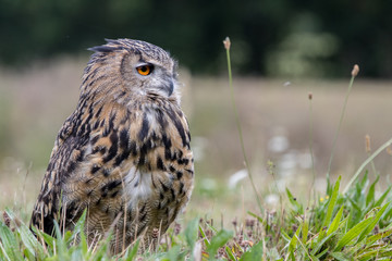 Eagle Owl