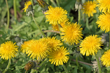 Löwenzahn, Taraxacum, Blüten