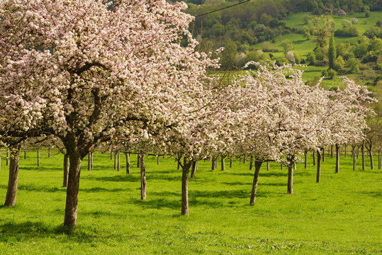 Paysage Campagne 195