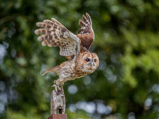 Tawny Owl