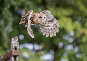 Tawny Owl