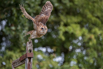 Tawny Owl