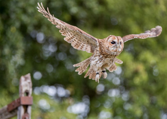 Tawny Owl