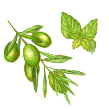 Raster cute set of pencil drawn olives and basil leaves. Food, catering, natural themes, image for books and magazines, design element.