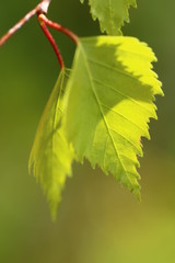 Młode listka brzozy © BoCerba