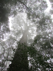 Knysna Forest