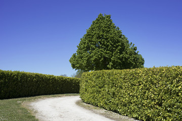 Allée entretenue