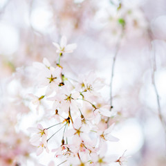 Fototapeta na wymiar trees violet blossoming, spring time