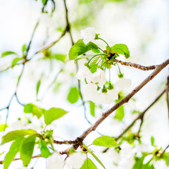 trees white blossoming, spring time