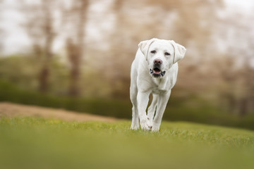 Junger labrador retriever hund welpe rennt bei sonnenschein über eine wiese