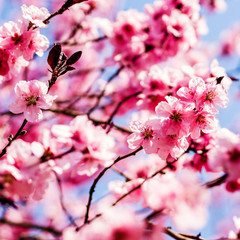 trees pink blossoming, spring time