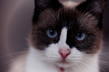 cat muzzle pet close