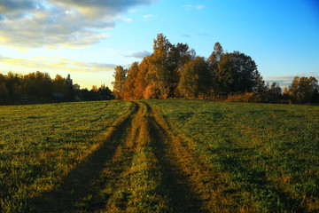 Autumn forest with multicolored foliage