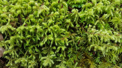 Spring Greenery. Leafy tree moss with dew drops.