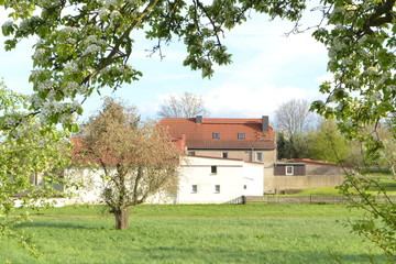 Obraz premium een boerendorpje in Oost-Duitsland in het voorjaar met bloeiende fruitbomen