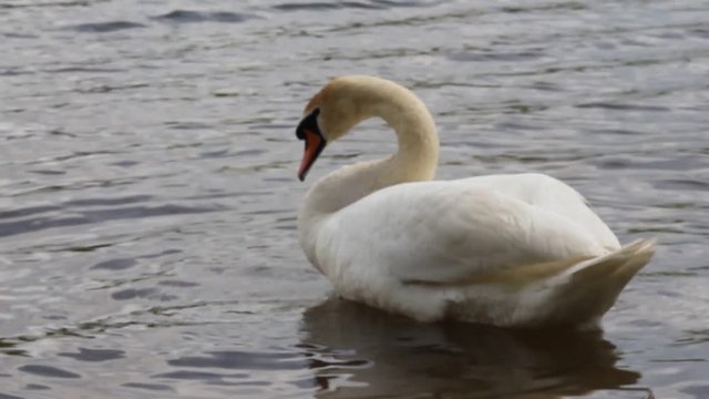 Mute Swan in the wild.