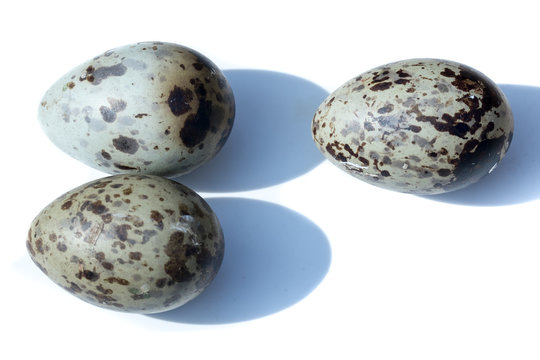 Larus ridibundus. The eggs