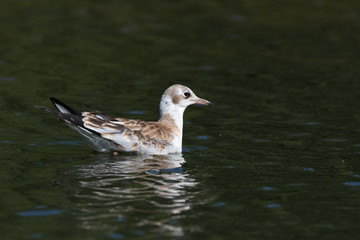 Black-headed (Larus ridibundus)