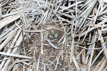 Black-headed (Larus ridibundus)