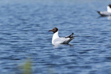 Black-headed (Larus ridibundus)