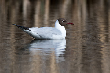 Black-headed (Larus ridibundus)