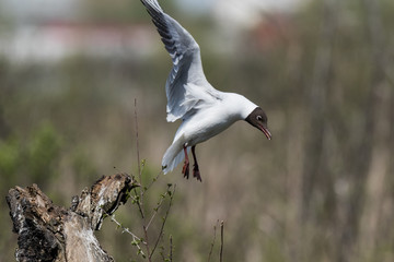 Black-headed (Larus ridibundus)