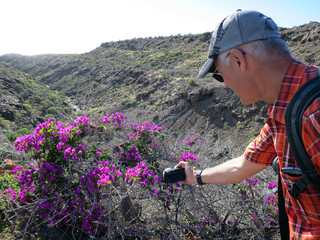 Drillingsblume, Bougainvillie, Bougainville (Bougainvillea spec.