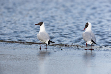 Black-headed (Larus ridibundus)