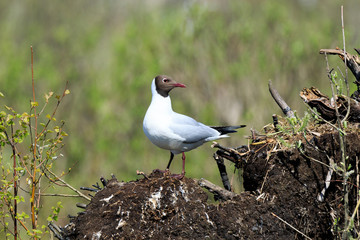 Black-headed (Larus ridibundus)